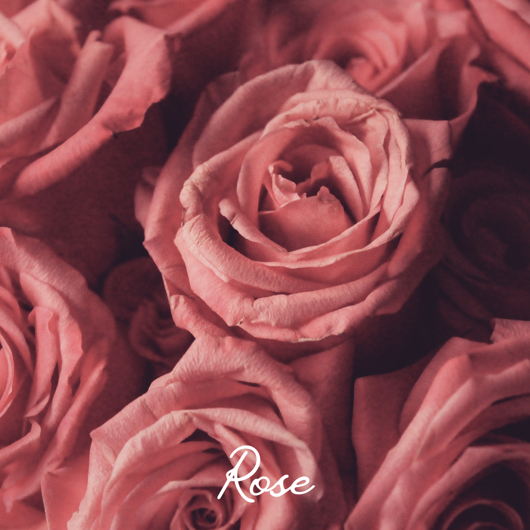 sacred rose ritual butter rose and yang yang scented body butter made with pure rose petals