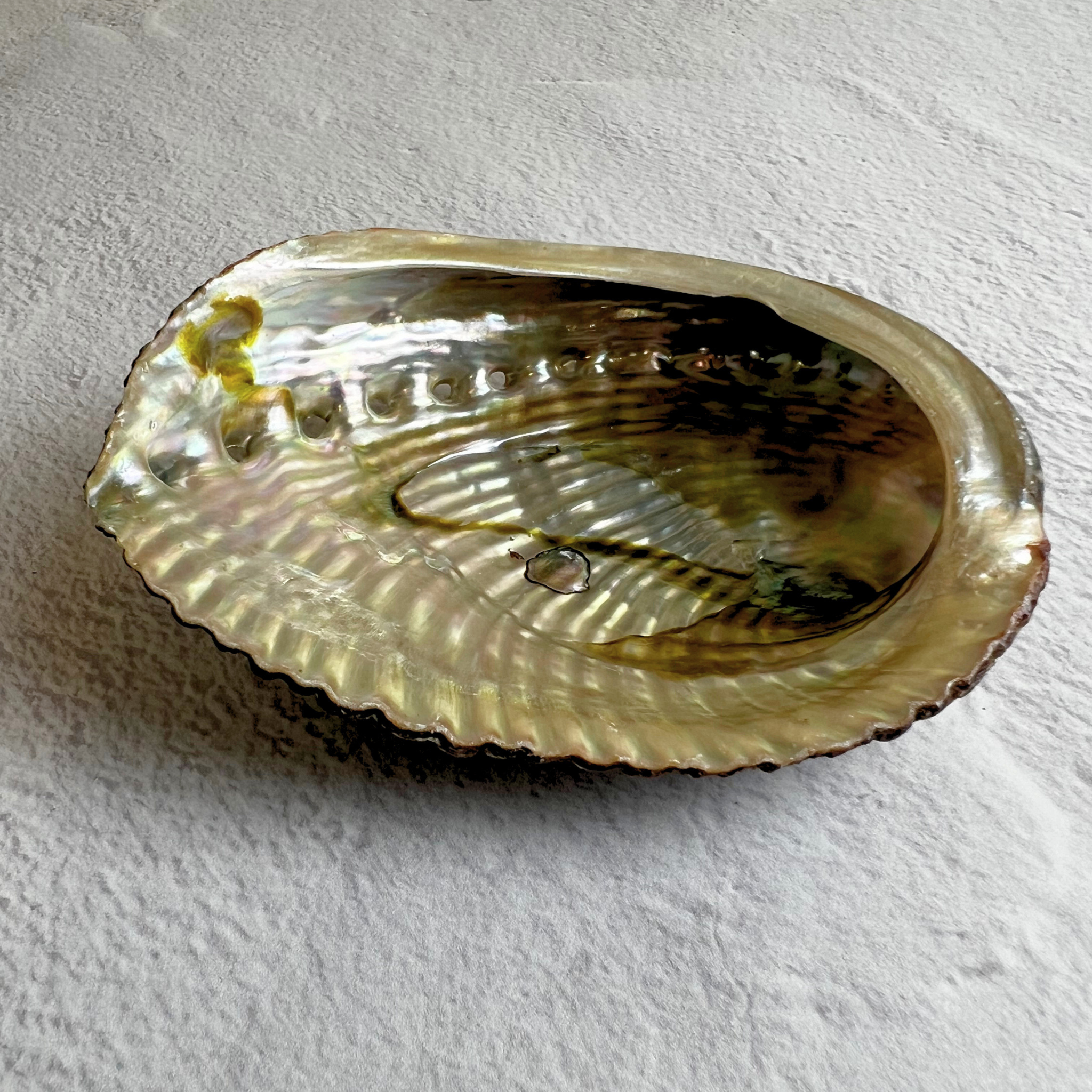 Natural Abalone Shell for smudge rituals