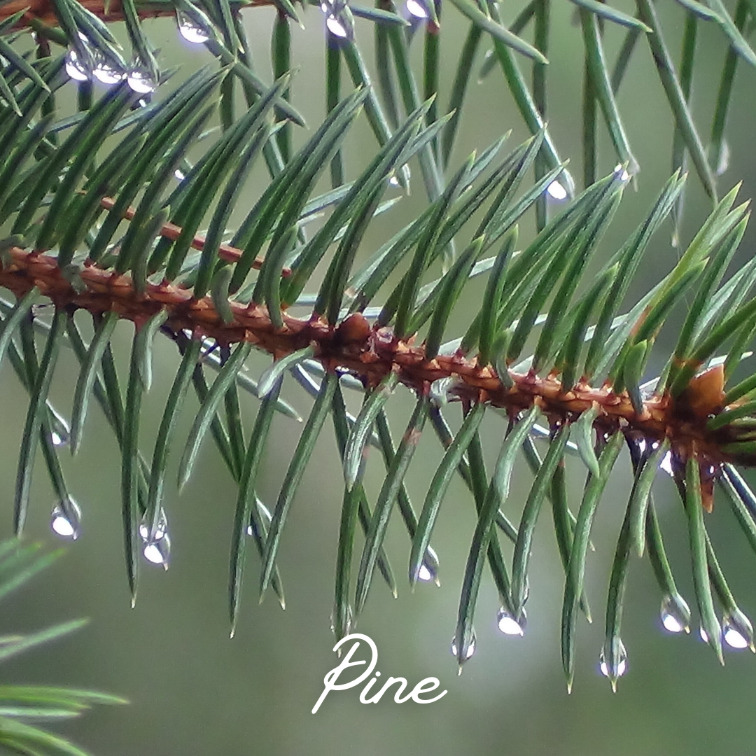 MOJITO | MAGNESIUM-INFUSED DEODORANT